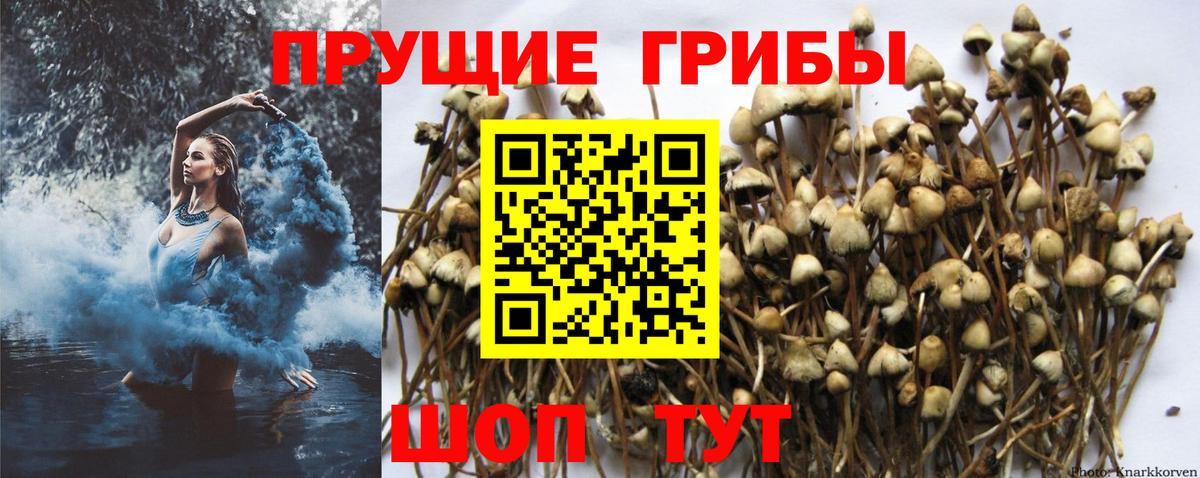 Камышлов  Псилоцибиновые грибы прущие грибы  купить наркотики сайты  Вход с VPN 